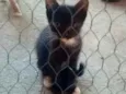 A critério do dono.
