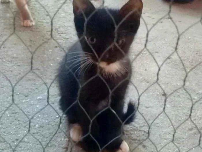 Gato ra a Siamês idade 2 a 6 meses nome A critério do dono.