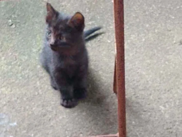 Gato ra a Siamês idade 2 a 6 meses nome A critério do dono.