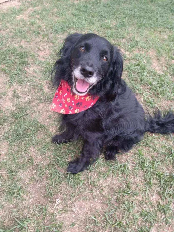 Cachorro ra a Srd idade 2 anos nome Duck