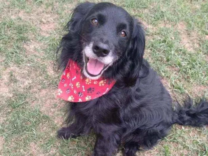 Cachorro ra a Srd idade 2 anos nome Duck