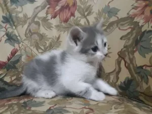 Gato raça SRD-ViraLata idade 2 a 6 meses nome Yasmin
