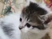 Gato raça SRD-ViraLata idade 2 a 6 meses nome Ariel