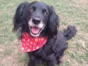 Cachorro raça Srd idade 2 anos nome Duck