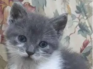 Gato raça SRD-ViraLata idade 2 a 6 meses nome Aladim