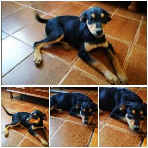 Cachorro raça Mestiça idade 2 a 6 meses nome Sem nome