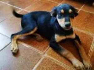 Cachorro raça Mestiça idade 2 a 6 meses nome Sem nome