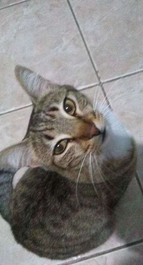 Gato raça  idade 7 a 11 meses nome Nina