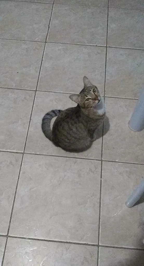 Gato raça  idade 7 a 11 meses nome Nina