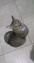 Nina
