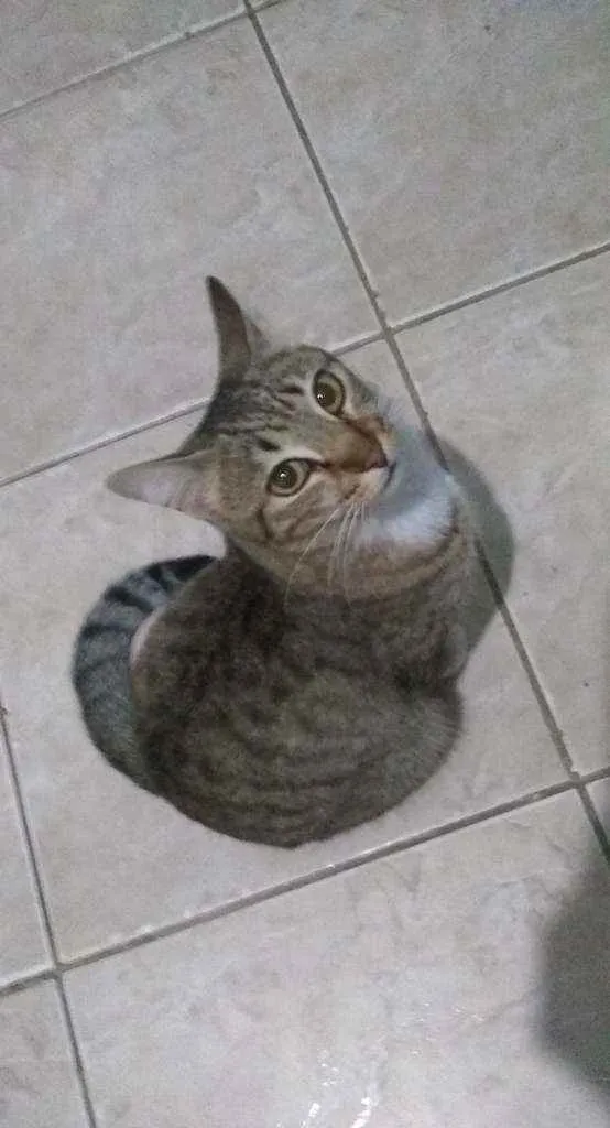 Gato raça  idade 7 a 11 meses nome Nina