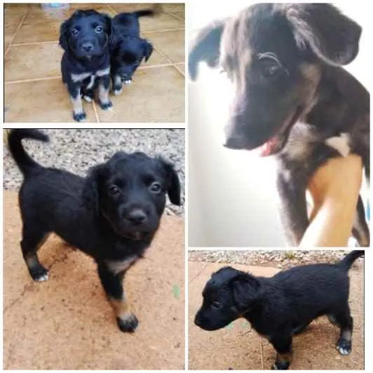 Cachorro raça Mestiça idade 2 a 6 meses nome Sem nome