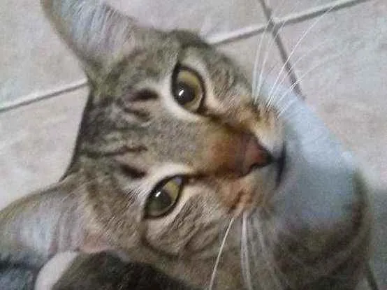 Gato raça  idade 7 a 11 meses nome Nina