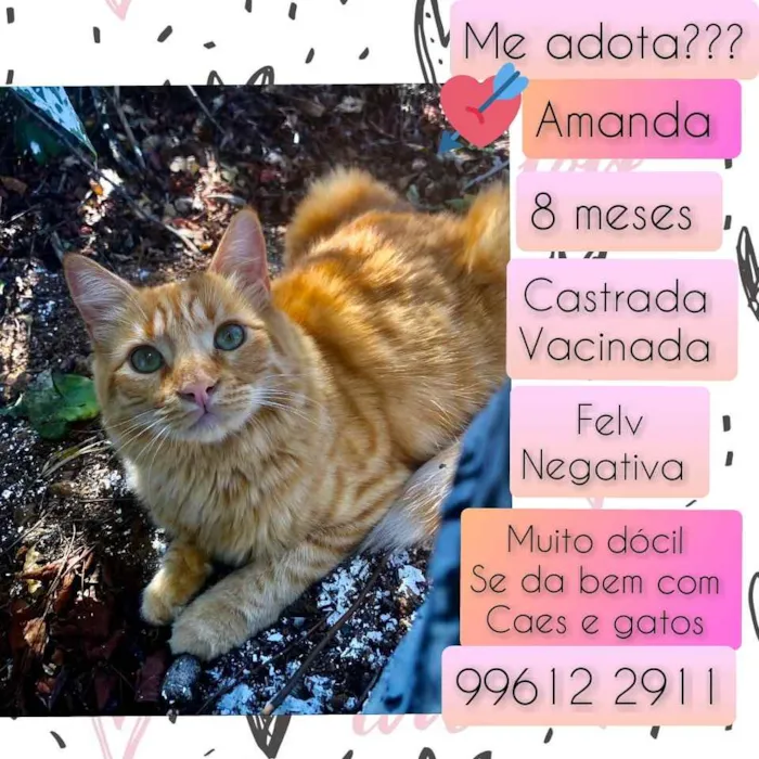 Gato raça SRD idade 7 a 11 meses nome Amanda