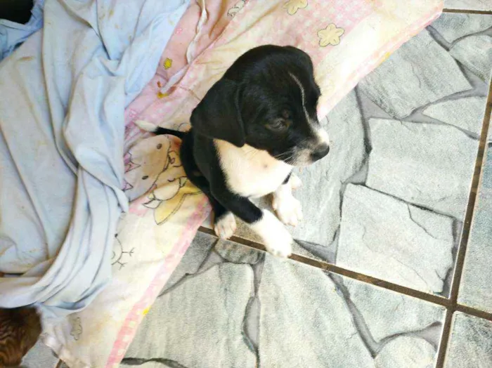 Cachorro ra a Sem Raça definida idade Abaixo de 2 meses nome Filhote Muito Espert