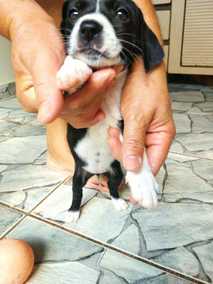 Cachorro ra a Sem Raça definida idade Abaixo de 2 meses nome Filhote Muito Espert