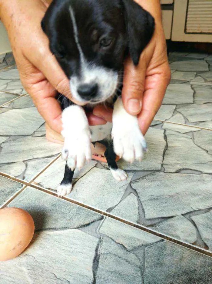 Cachorro ra a Sem Raça definida idade Abaixo de 2 meses nome Filhote Muito Espert