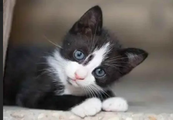 Gato raça  idade Abaixo de 2 meses nome Achado