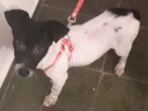 Cachorro raça Vira lata  idade 4 anos nome Peludinho