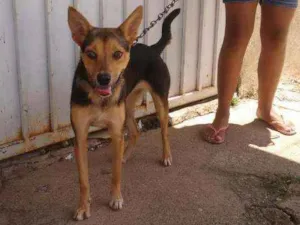 Cachorro raça Mista idade 2 anos nome Winie