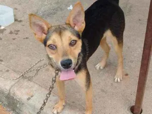 Cachorro raça Mista idade 2 anos nome Winie