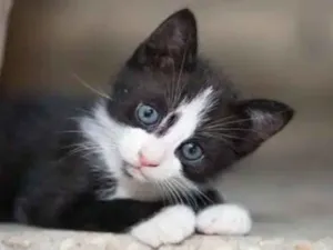 Gato raça  idade Abaixo de 2 meses nome Achado