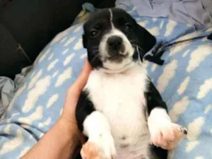 Cachorro raça Sem Raça definida idade Abaixo de 2 meses nome Filhote Muito Espert