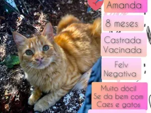 Gato raça SRD idade 7 a 11 meses nome Amanda