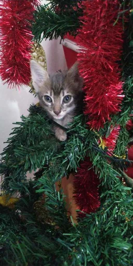 Gato ra a  idade 2 a 6 meses nome Luna, Maria flor