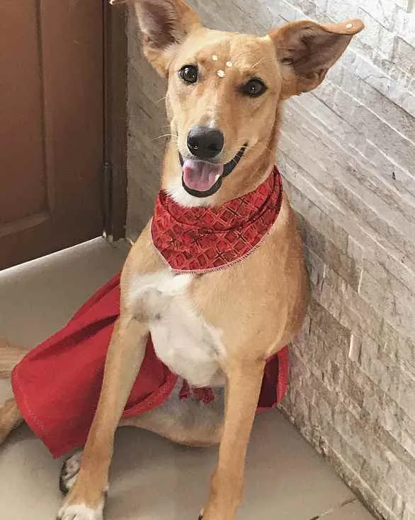 Cachorro ra a Sem Raça Definida idade 1 ano nome KIARA