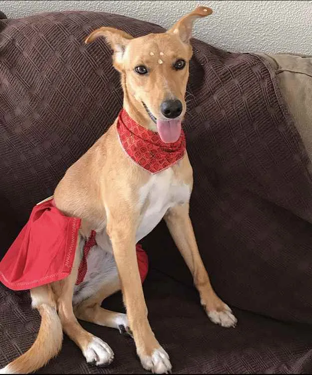 Cachorro ra a Sem Raça Definida idade 1 ano nome KIARA
