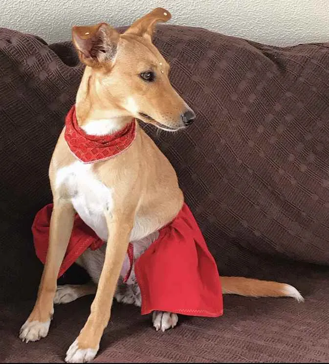 Cachorro ra a Sem Raça Definida idade 1 ano nome KIARA
