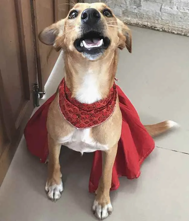 Cachorro ra a Sem Raça Definida idade 1 ano nome KIARA
