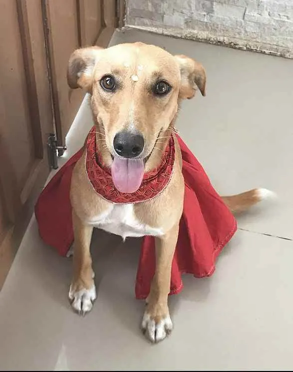 Cachorro ra a Sem Raça Definida idade 1 ano nome KIARA