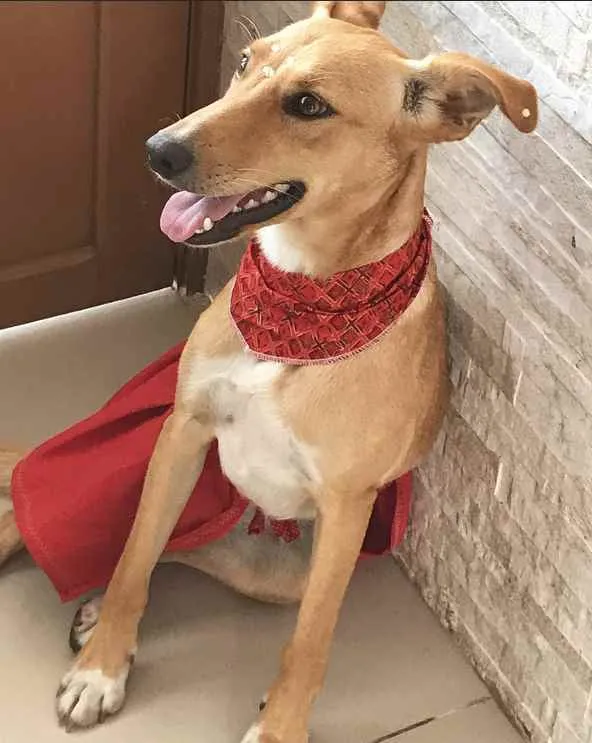 Cachorro ra a Sem Raça Definida idade 1 ano nome KIARA