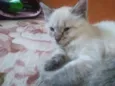 Nina 