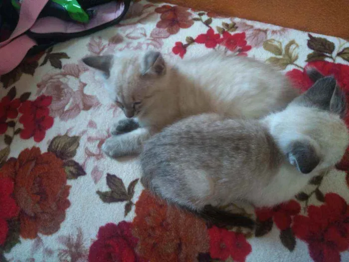 Gato ra a Não sei  idade 2 a 6 meses nome Nina 