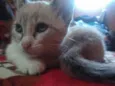 Nina 