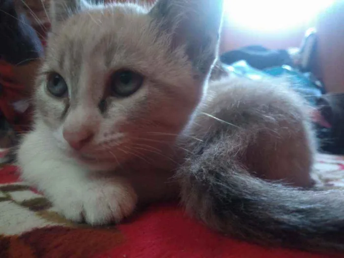 Gato ra a Não sei  idade 2 a 6 meses nome Nina 