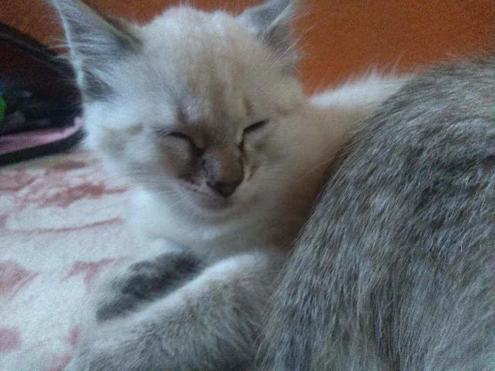 Gato ra a Não sei  idade 2 a 6 meses nome Nina 