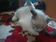 Nina 
