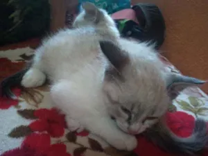 Gato raça Não sei  idade 2 a 6 meses nome Nina 