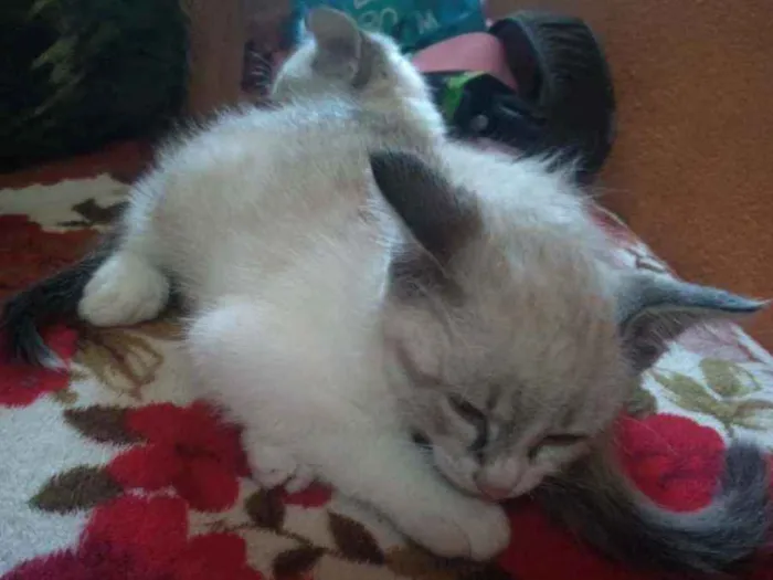 Gato ra a Não sei  idade 2 a 6 meses nome Nina 