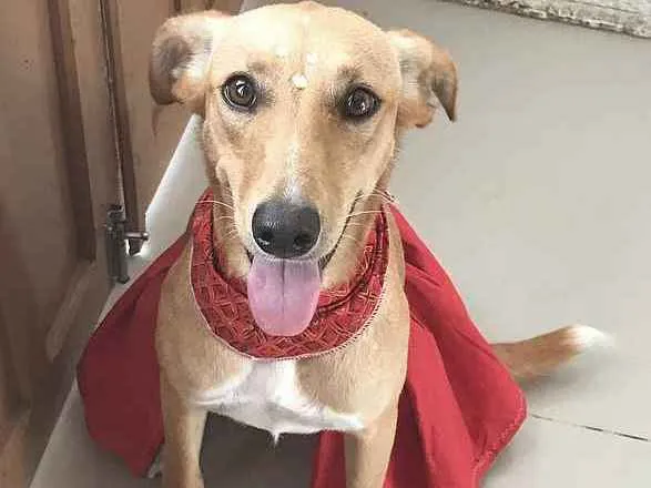 Cachorro ra a Sem Raça Definida idade 1 ano nome KIARA