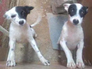 Cachorro raça Mista idade 4 anos nome Estrela, spike,mel