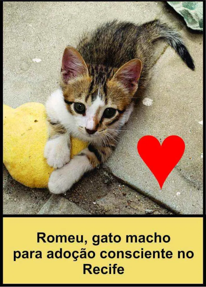 Gato ra a SRD - sem raça definida  idade 2 a 6 meses nome Romeu 