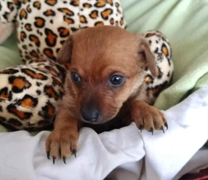 Cachorro ra a Mestiço  idade Abaixo de 2 meses nome Pingo 