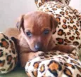 Pingo 