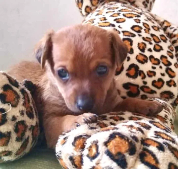 Cachorro ra a Mestiço  idade Abaixo de 2 meses nome Pingo 