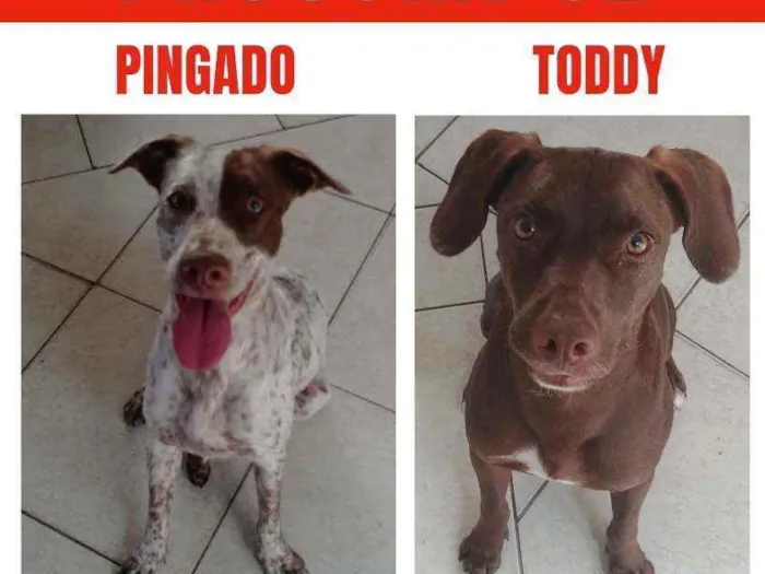 Cachorro ra a Viralata idade 2 anos nome Pingado e Toddy
